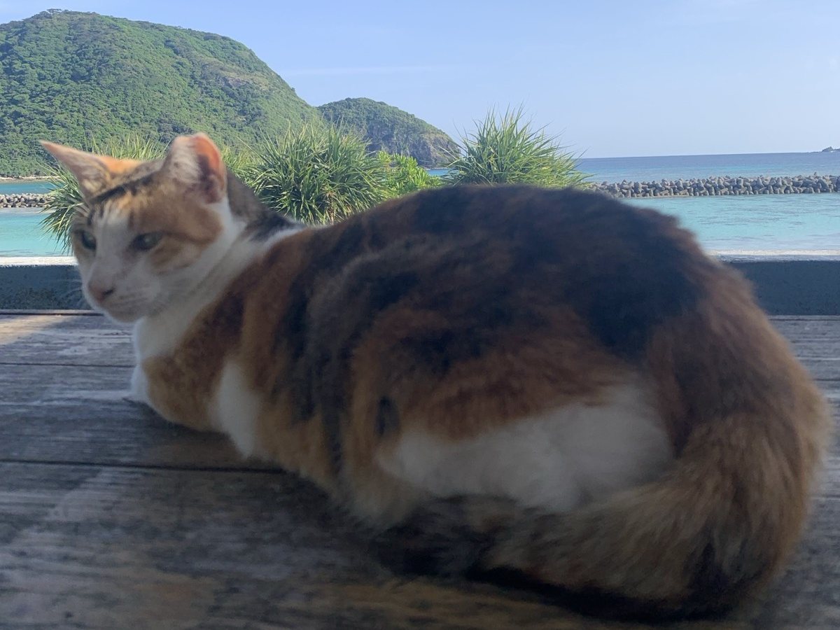 A calico cat resting on a wooden deck above the sea at Aka Island, with green hills behind