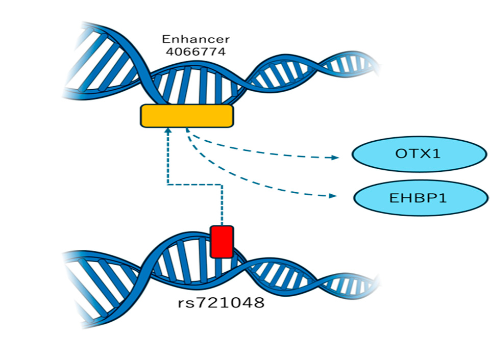 Diagram of the rs721048 variant interacting with an enhancer that regulates OTX1 and EHBP1