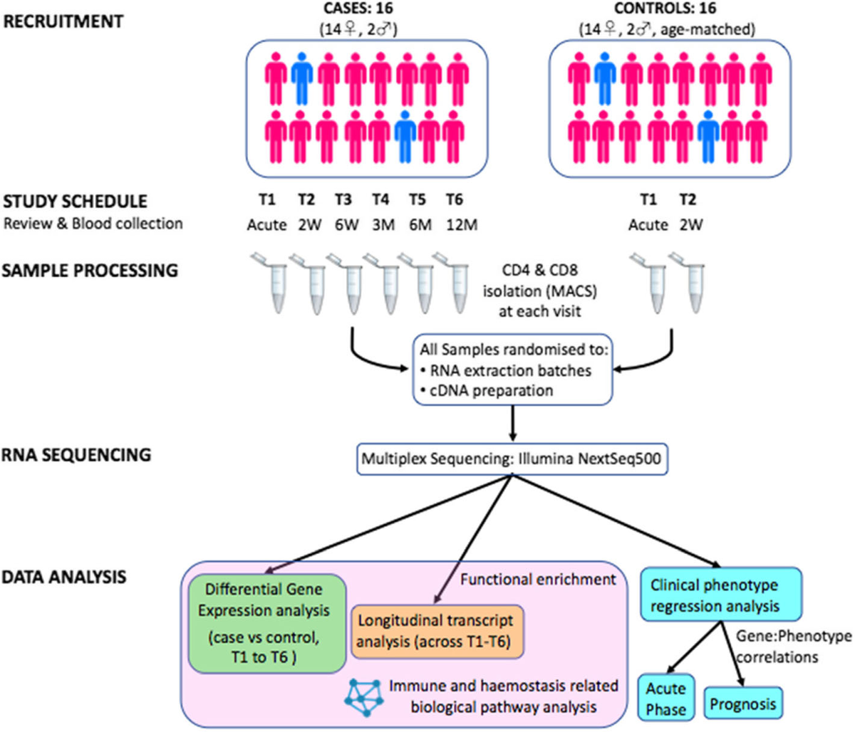 Study design of the giant cell arteritis cohort: sixteen patients and sixteen controls, six blood draws over a year, CD4 and CD8 T cell sorting and RNA sequencing