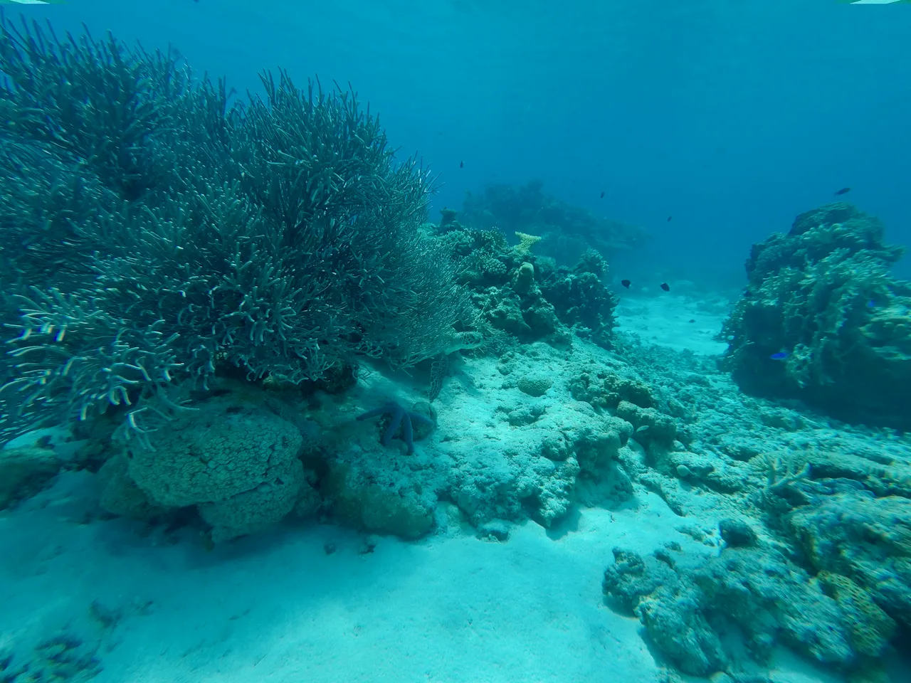 Sea turtle among coral at Aka Island, Okinawa, providing field context for marine research
