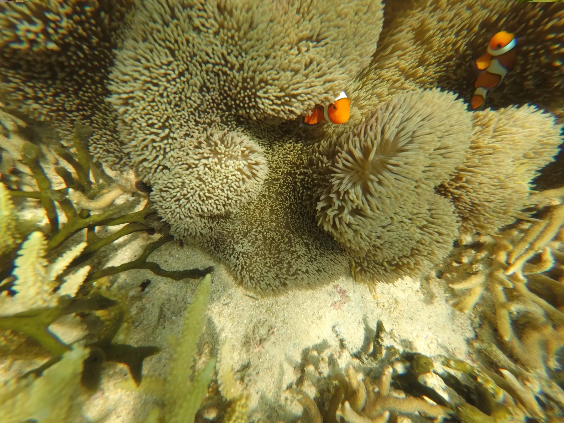 Clownfish among a large sea anemone at Aka Island, Okinawa