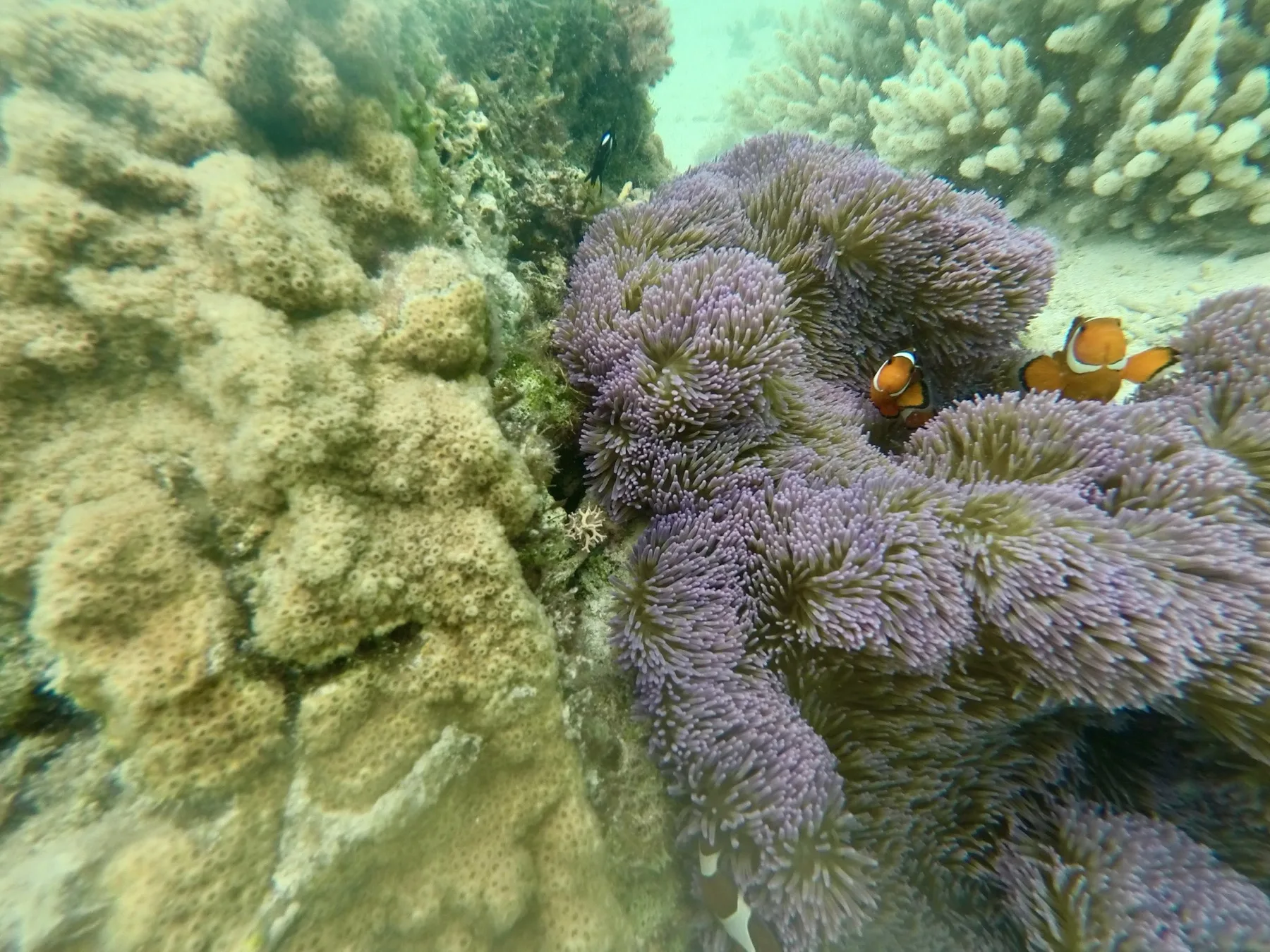 Clownfish living among a purple sea anemone at Aka Island, Okinawa