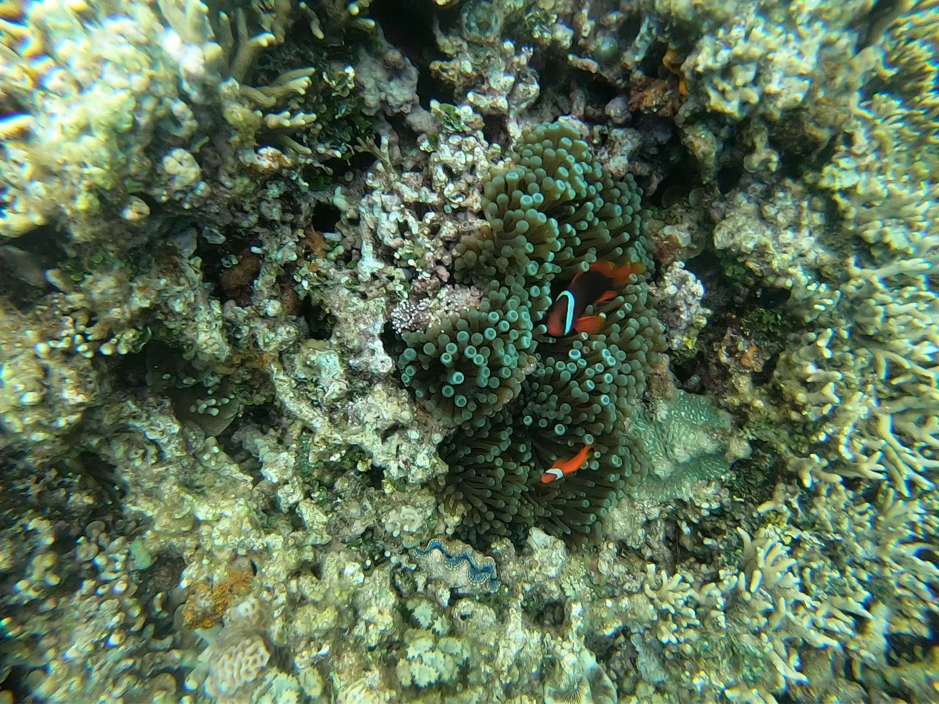Tomato clownfish sheltering in an Entacmaea sea anemone