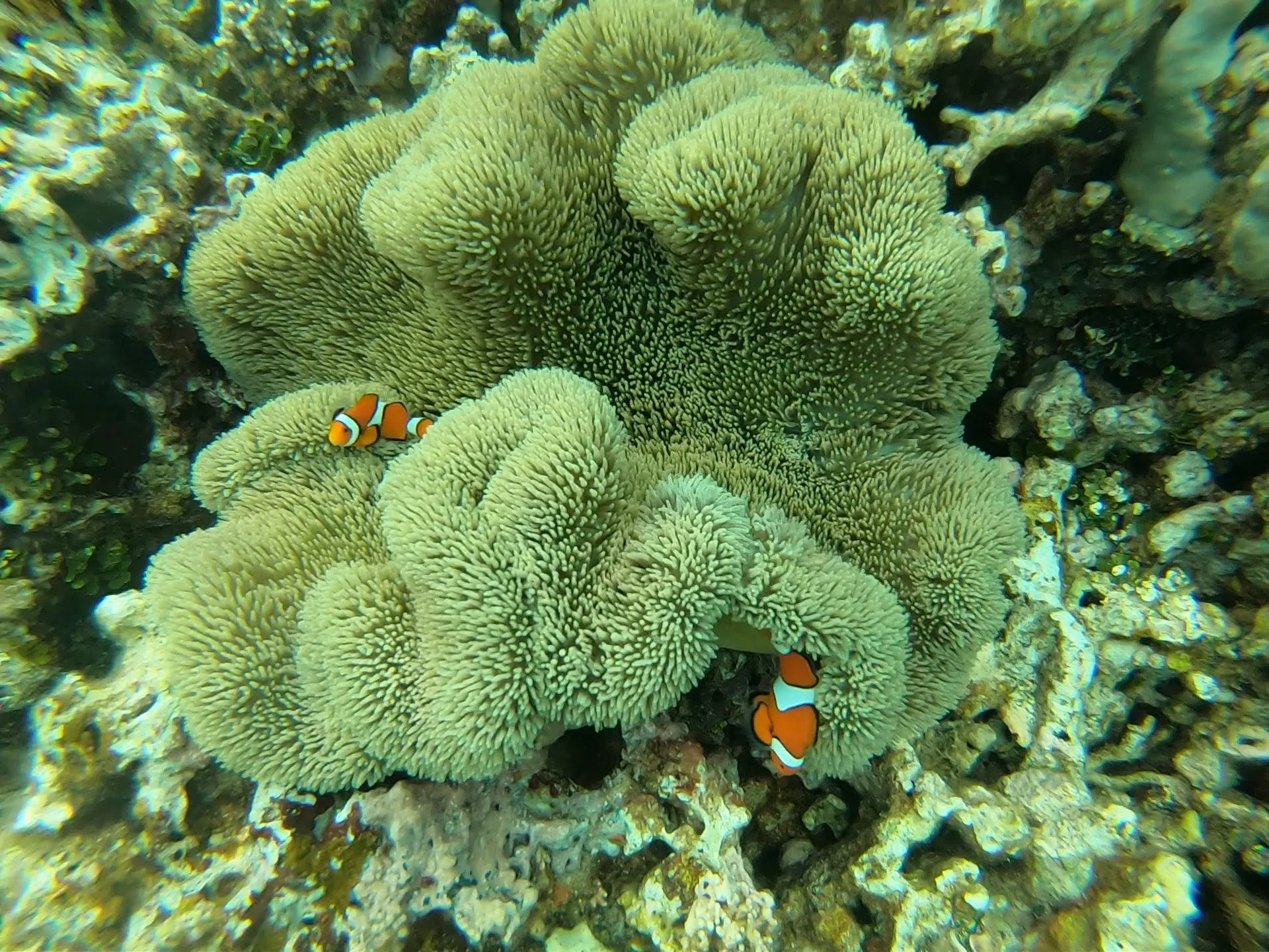 Ocellaris clownfish sheltering in a Stichodactyla sea anemone